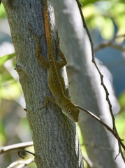 Anolis jubar oriens
