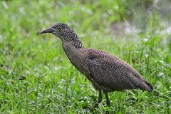 Malayan Night Heron photo 4