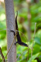 Anolis jubar oriens