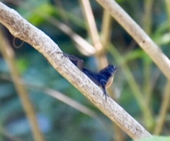 Anolis jubar oriens