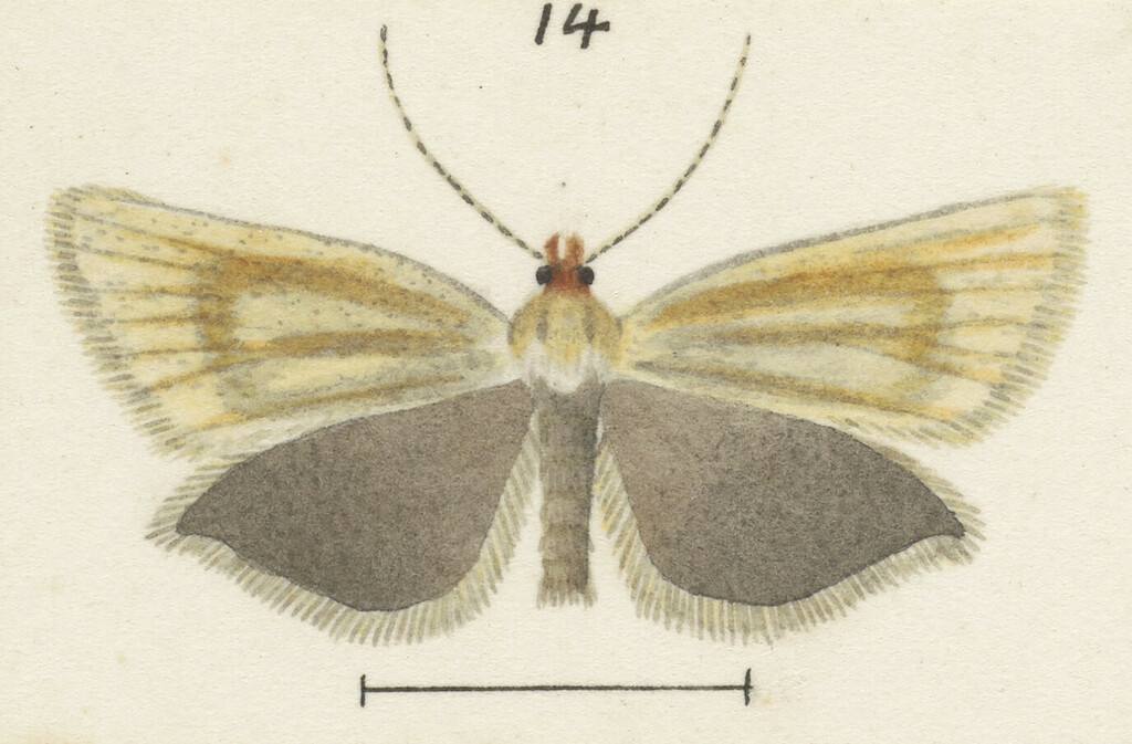 Eurythecta curva