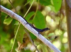 Anolis jubar oriens