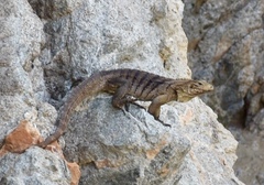 Cyclura nubila