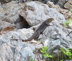 Cyclura nubila