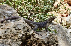 Cyclura nubila