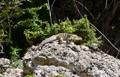Cyclura nubila