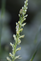Platanthera tescamnis