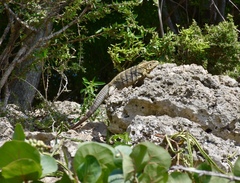 Cyclura nubila