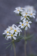 Leptosiphon nuttallii