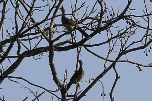 White-bellied Chachalaca (Ortalis leucogastra), photo 3