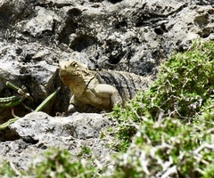 Cyclura nubila