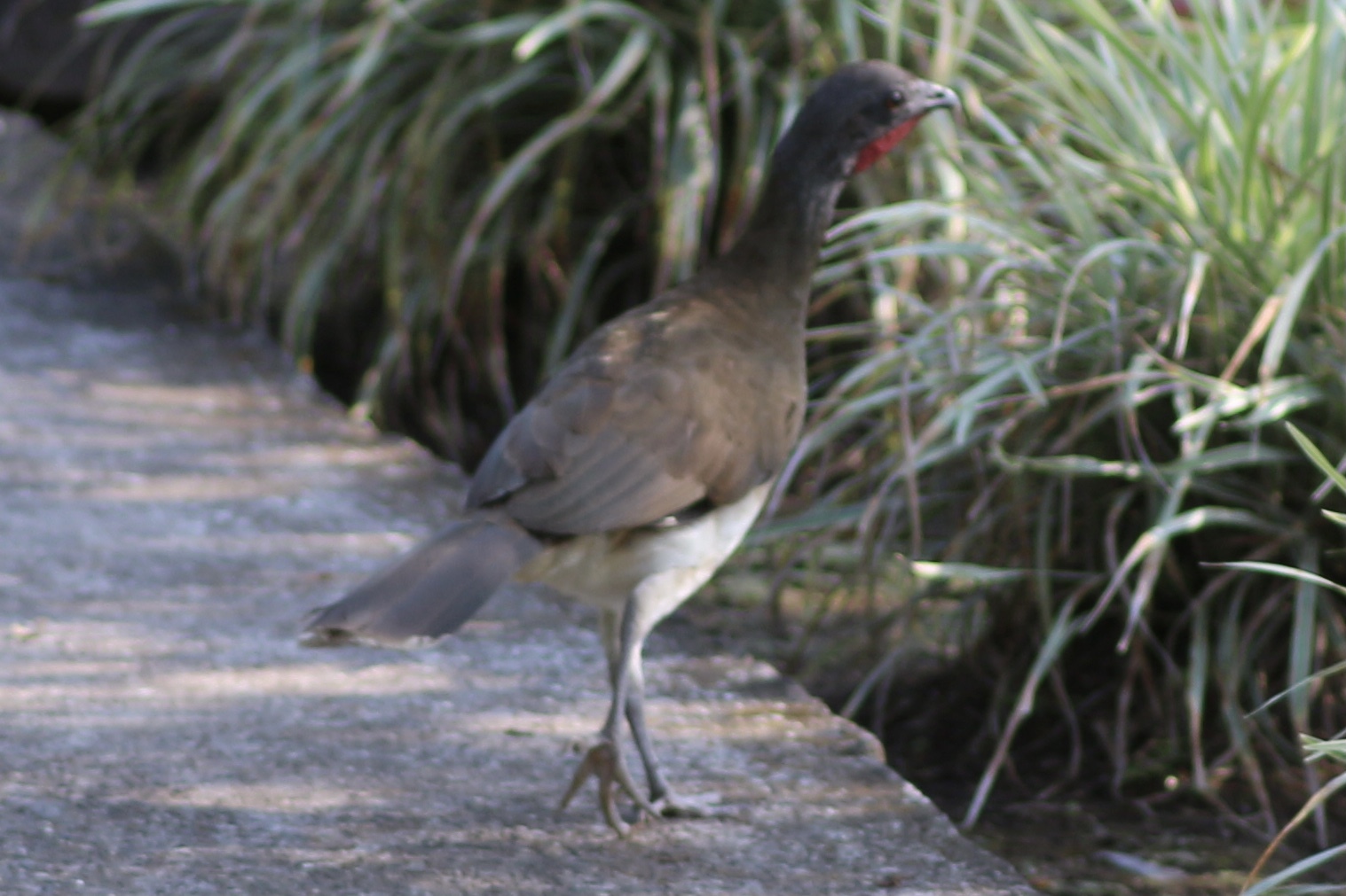 White-bellied Chachalaca (Ortalis leucogastra), photo 4