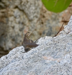 Cyclura nubila