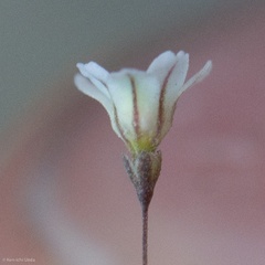 Eriogonum spergulinum