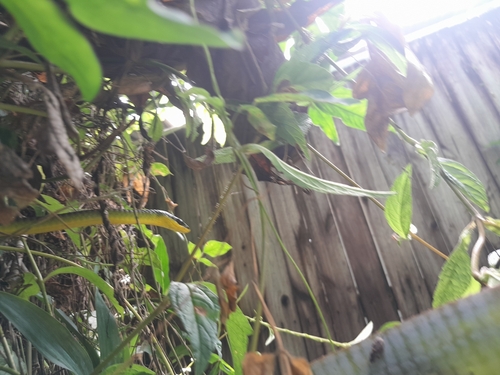 Common Tree Snake sighting