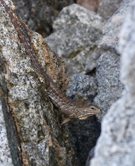 Cyclura nubila