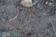 Eriogonum spergulinum