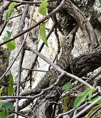 Cyclura nubila