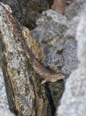 Cyclura nubila