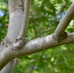Anolis noblei