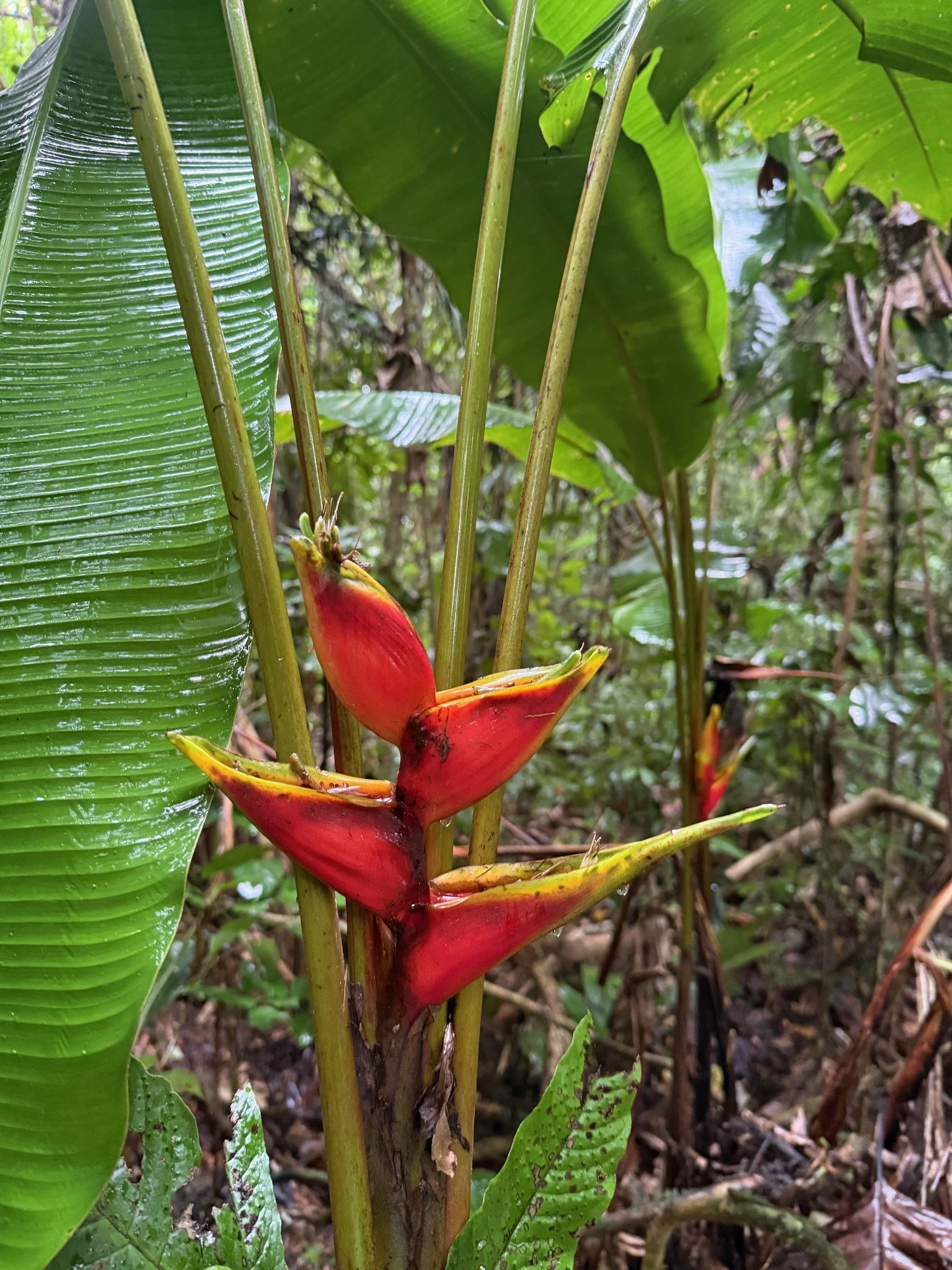 Imagem de Bananeira-de-jardim
