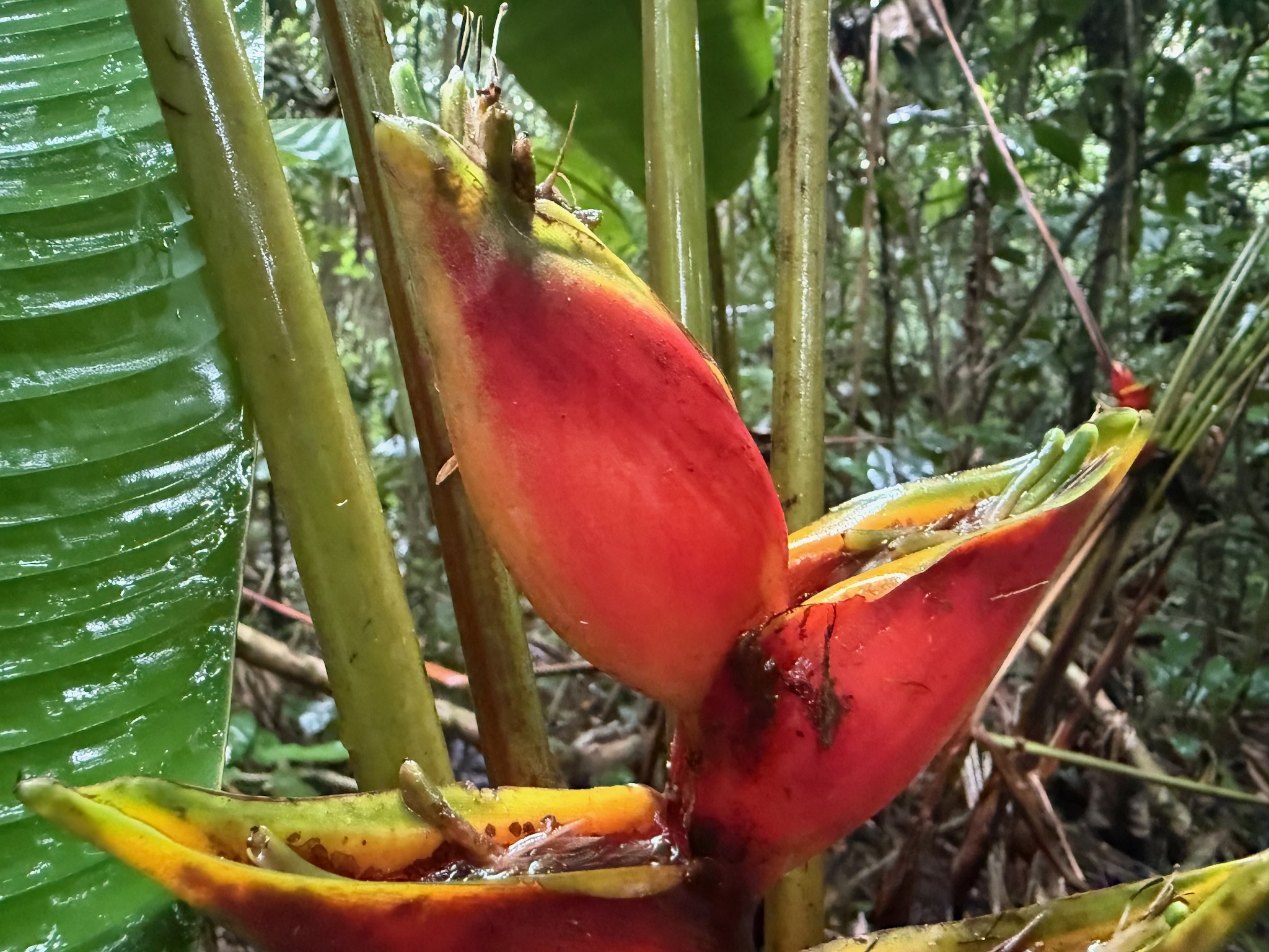 Imagem de Bananeira-de-jardim