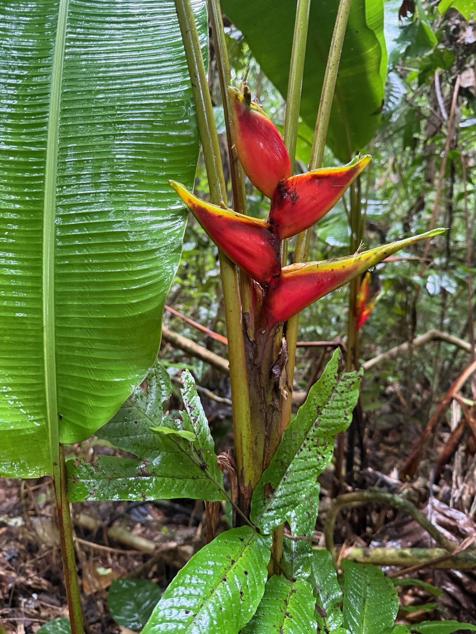 Imagem de Bananeira-de-jardim