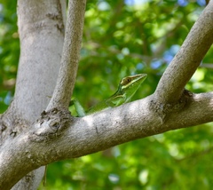 Anolis noblei