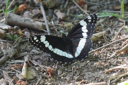 Weidemeyer's Admiral