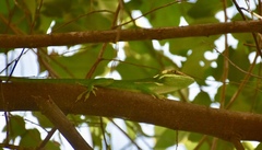 Anolis noblei