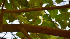Anolis noblei