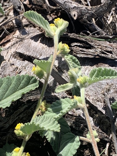 Waltheria indica observed 2025-03-10