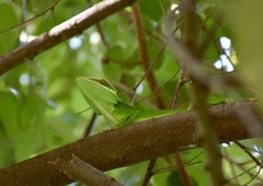 Anolis noblei