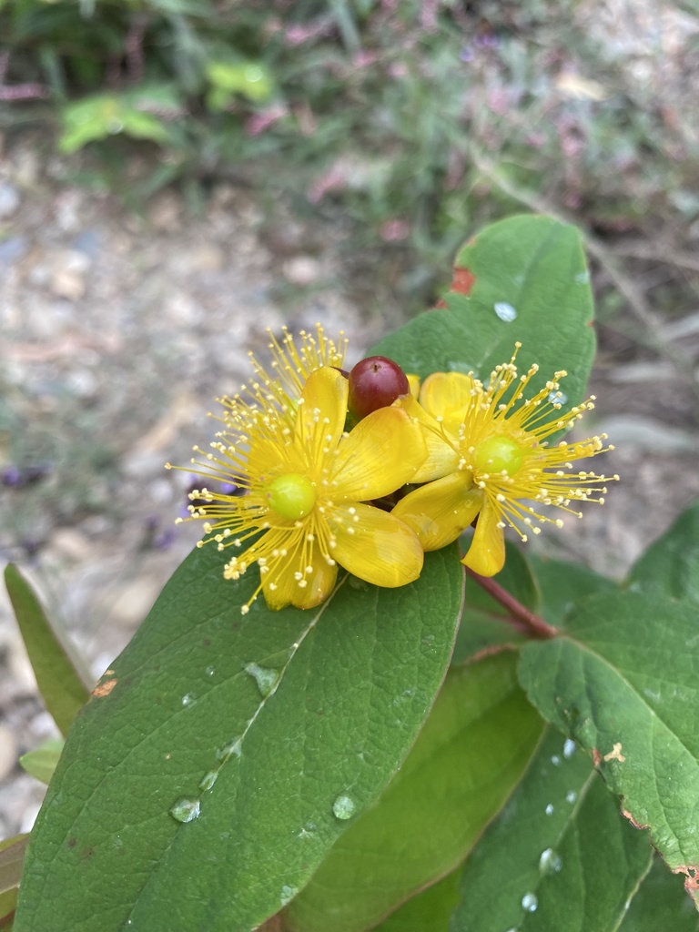 Tutsan from Rainbow Creek, Cowwarr, VIC, AU on March 11, 2025 at 05:03 ...