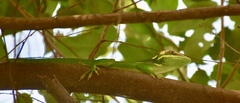 Anolis noblei
