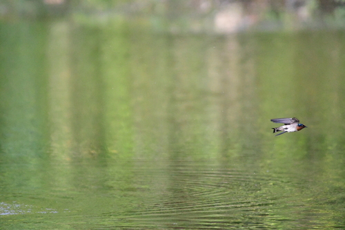 Hirundo javanica