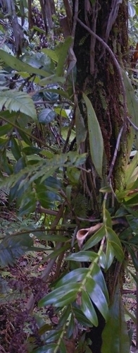 Epidendrum cocoense Hágsater 3