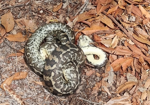 Coastal Carpet Python sighting