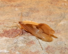 Platycentropus radiatus