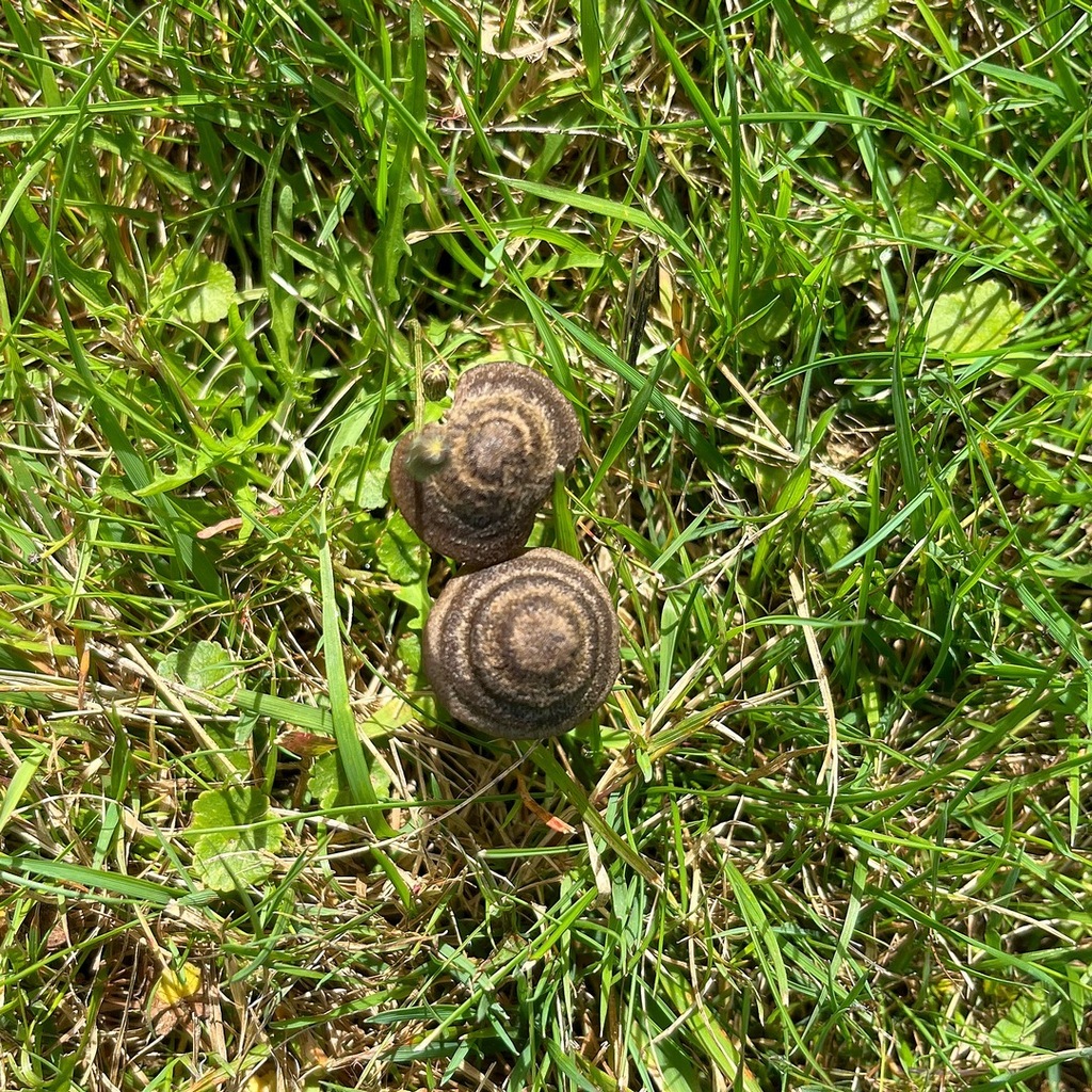 Entoloma perzonatum · March 2025 · photo: © hokonui (iNaturalist, cc-by)