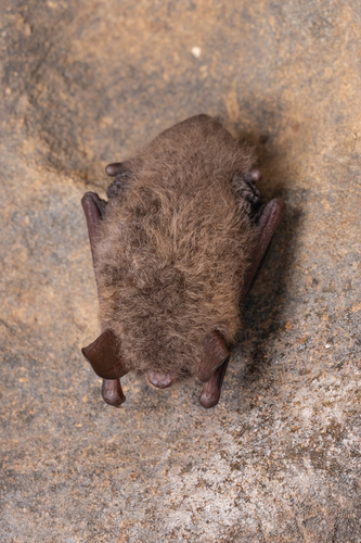 Szechwan Myotis (Myotis altarium) — Least Concern Mammalia