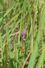 Dalea foliosa