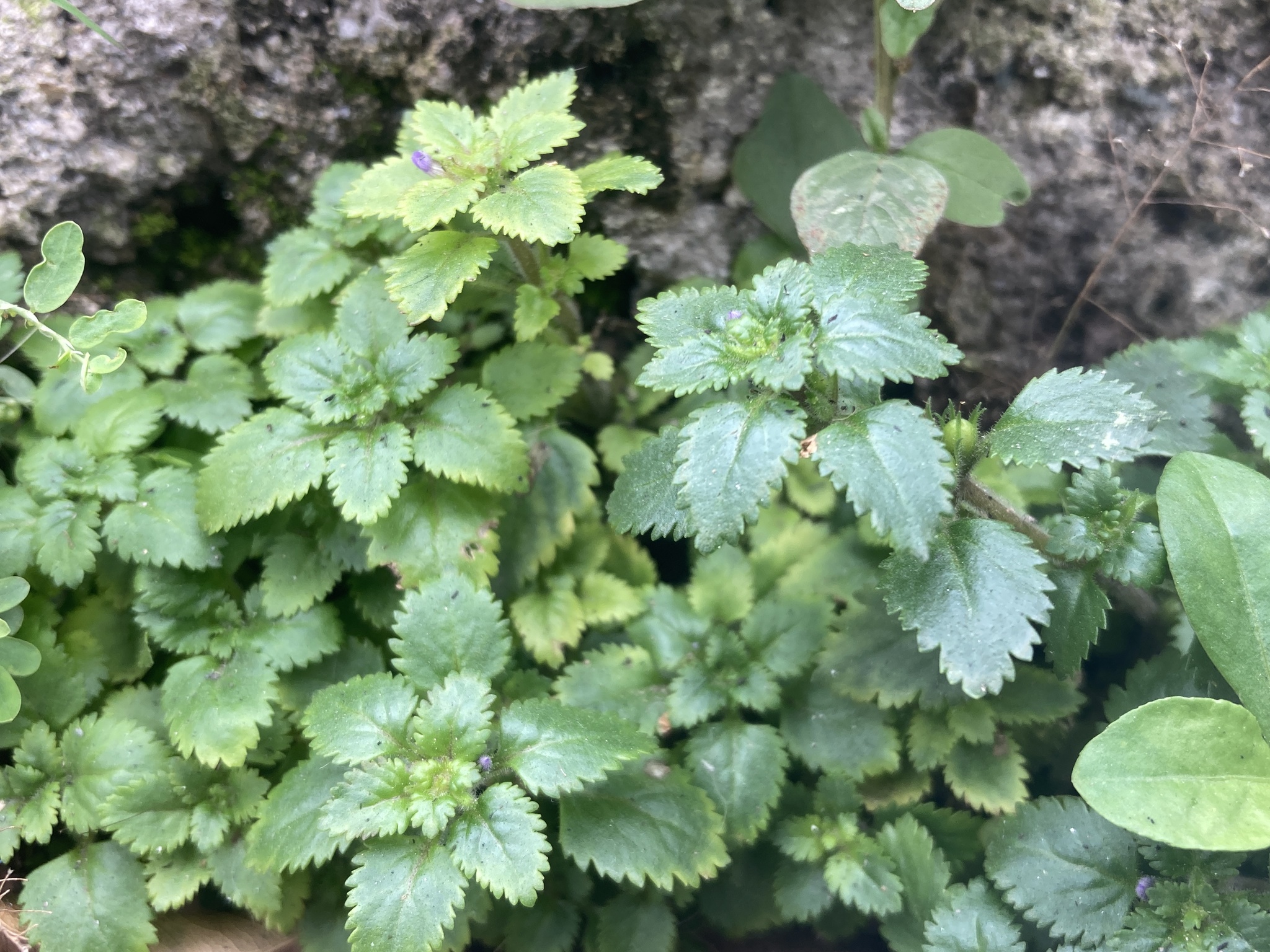 Stemodia verticillata — ảnh 3