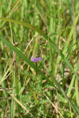 Dalea foliosa