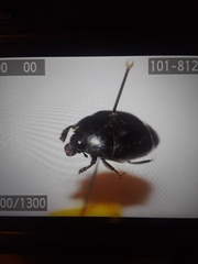 Omalodes grossus