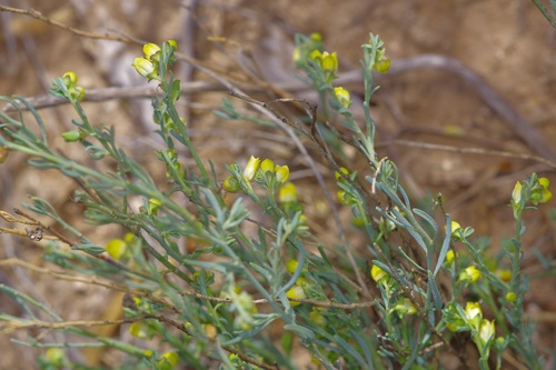 Image of Thamnosma texana by (c) Michelle W. （鍾偉瑋）, some rights reserved (CC BY)