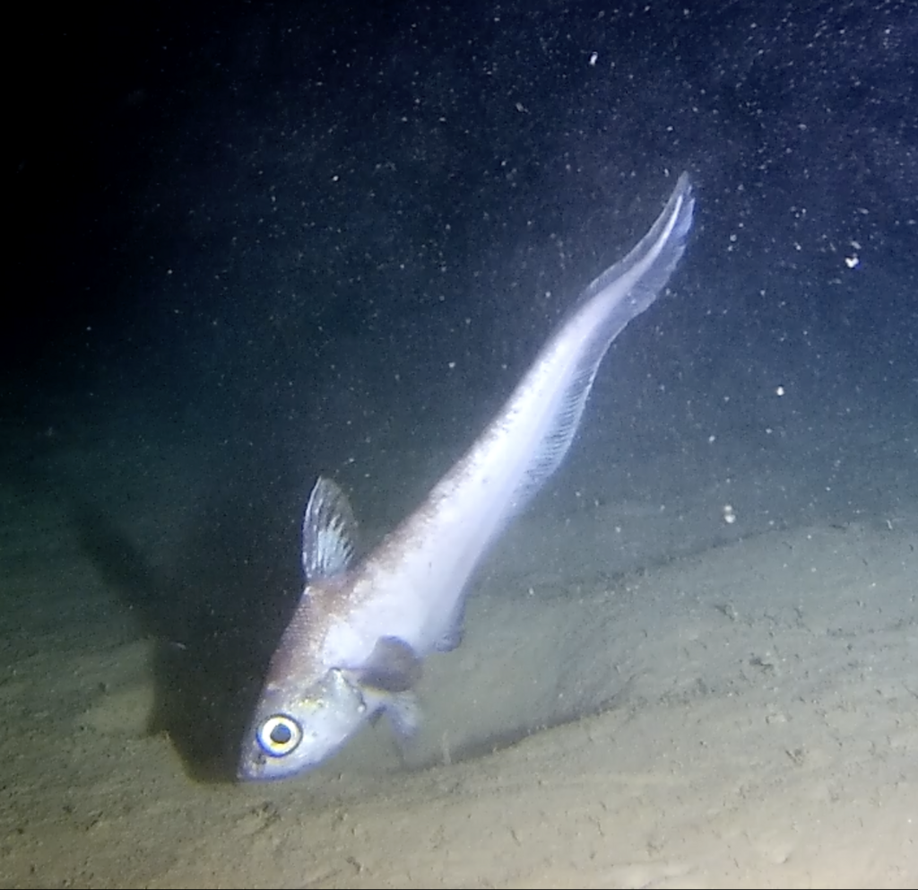 Serrulate Whiptail