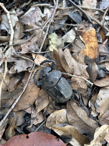 Popeye Dung Beetle