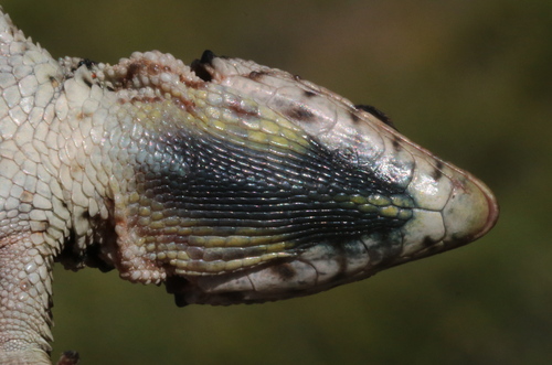 Drakensberg Crag Lizard