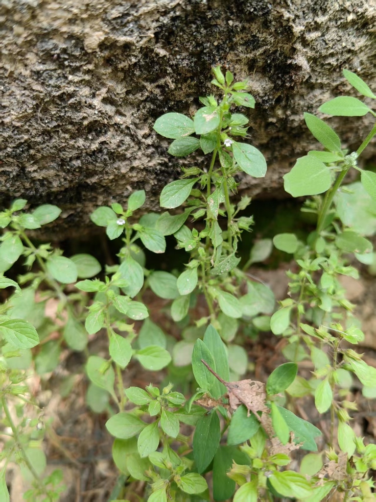 Clinopodium debile